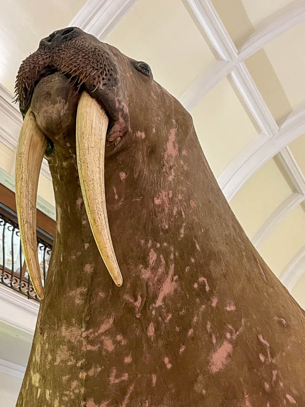 head and tusks of the stuffed walrus at the horniman museum london