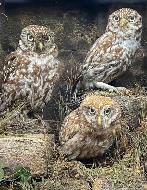 Stuffed owls at the Horniman Museum, London