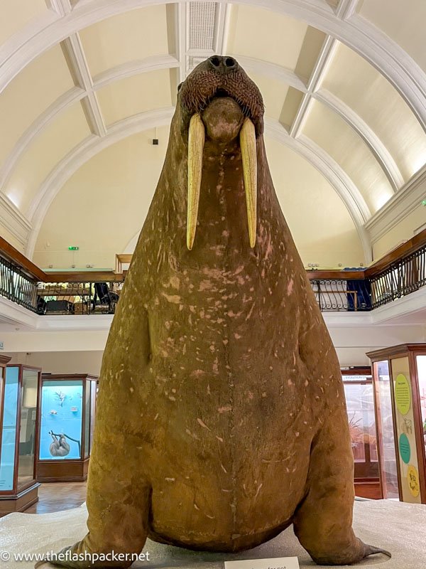 horniman-museum-walrus