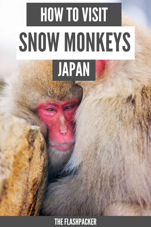 HOW TO VISIT SNOW MONKEYS JAPAN