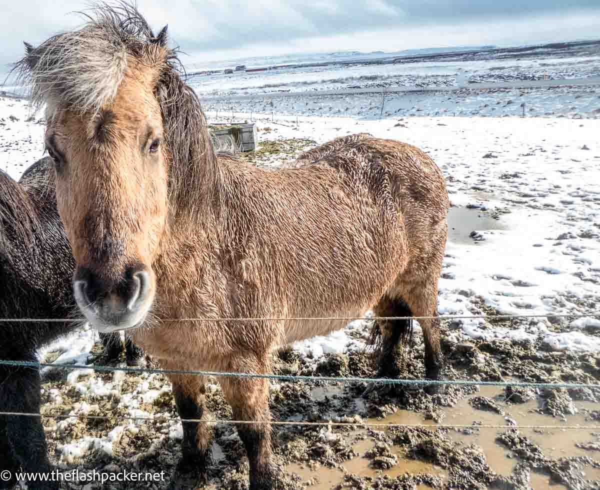 an icelandic horse close up in snow covered field