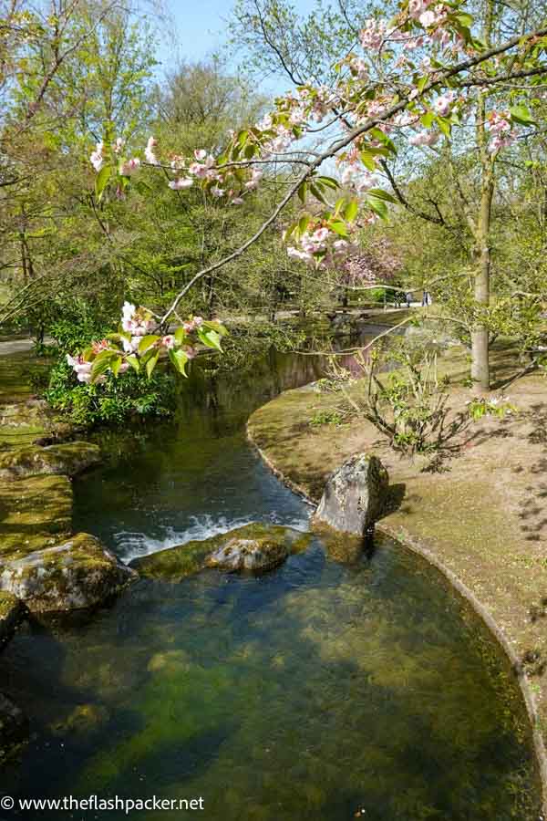 branches of cherry blossom hanging over winding stream