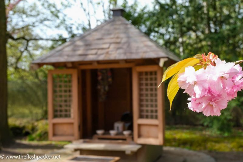 single pink cherry blossom in front of shinto shrine