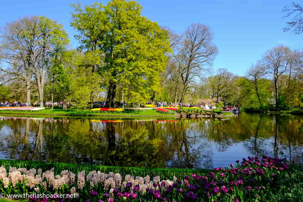 lake surrounded by flowers and trees on a sunny day