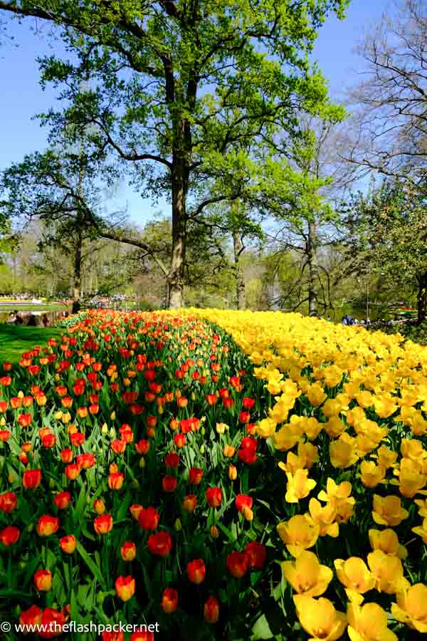 bed of red tulips and yellow daffodils in front of a large tree