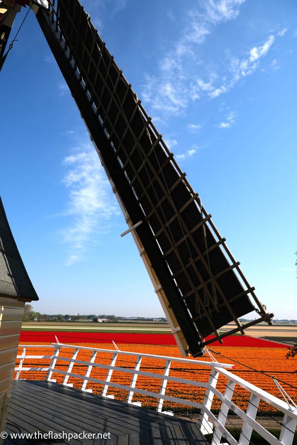 sail of a windmill and tuilp fields