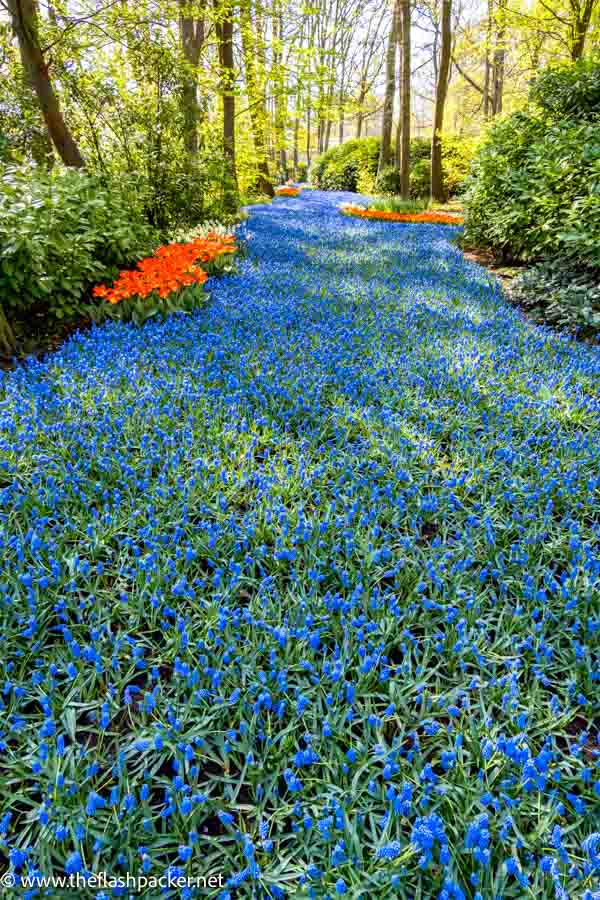 a large bed of blue flowers