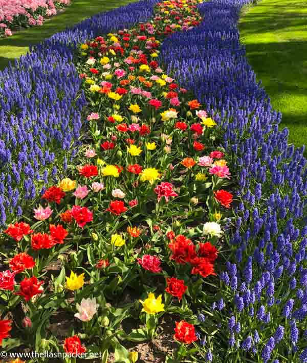 a bed of red pink yellow and purple flowers