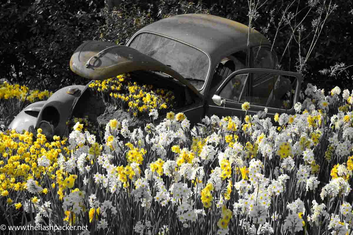 old car amidst yellow and white flowers