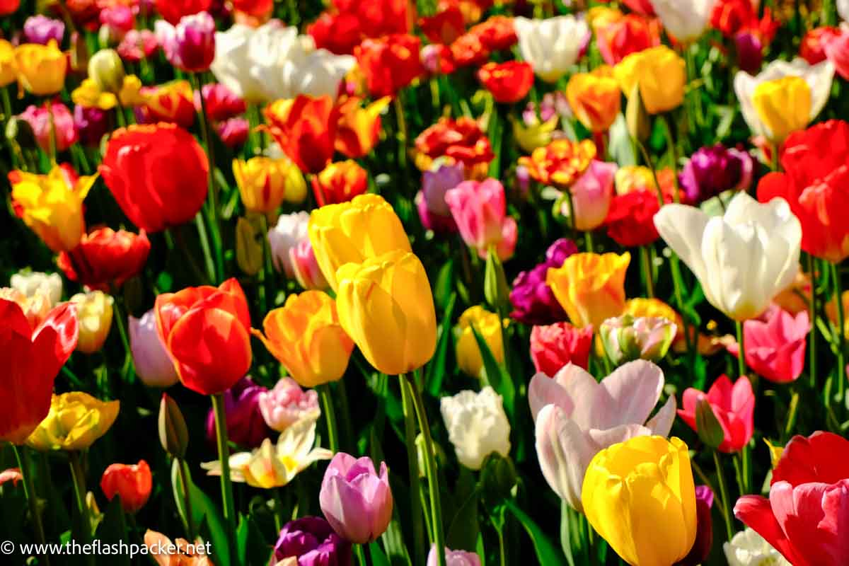 bed of brightly coloured tulips at keukenhof gardens