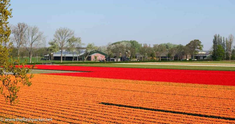 rows of red and orange flowers in front of low buildings