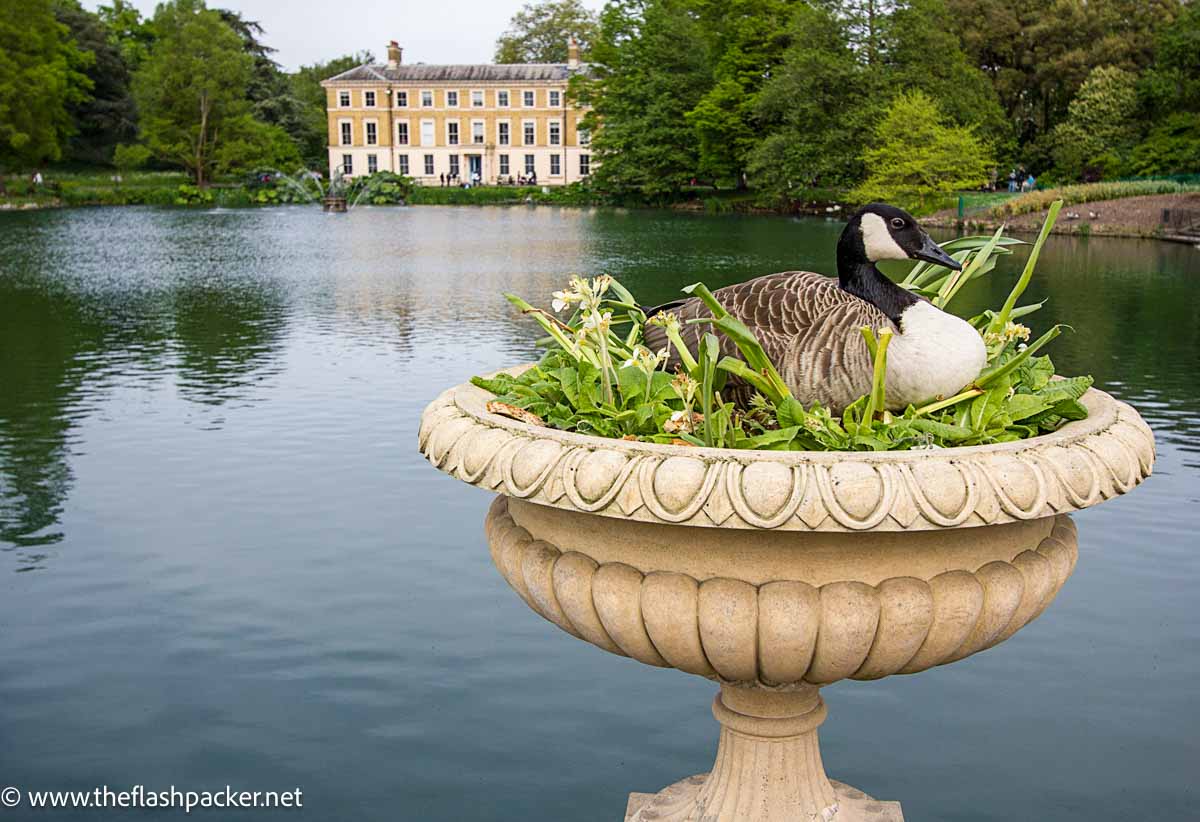 duck sitting on flower planter in front of lake in kew gardens london