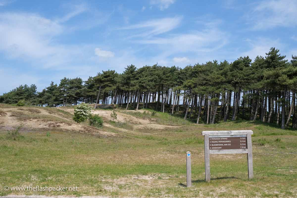 a line of pine trees behind a notice boards with walking routes in Zuid-Kennemerland National Park