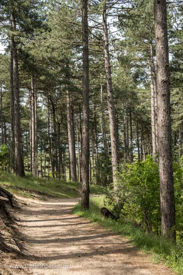 a forest path