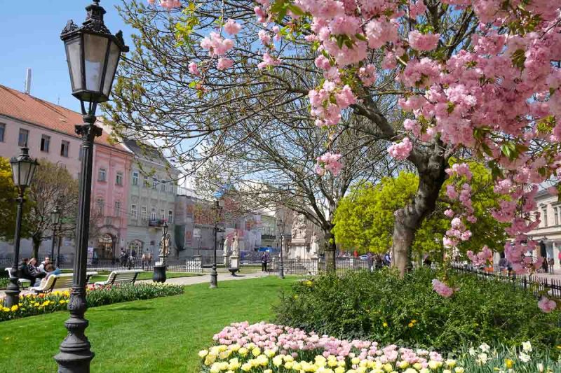 pink chery blossom in a small park in kosice