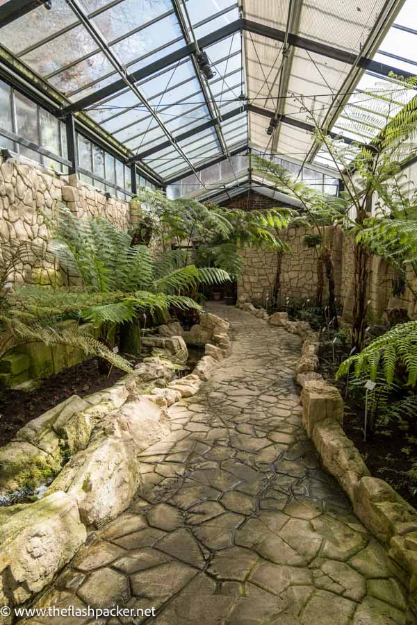 greenhouse with ferns