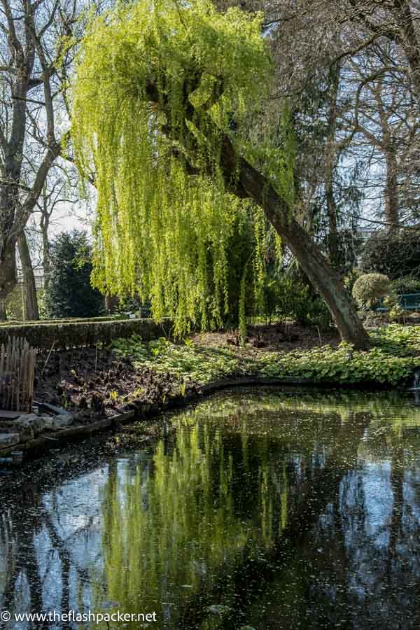 reflection of weeping willow in pond