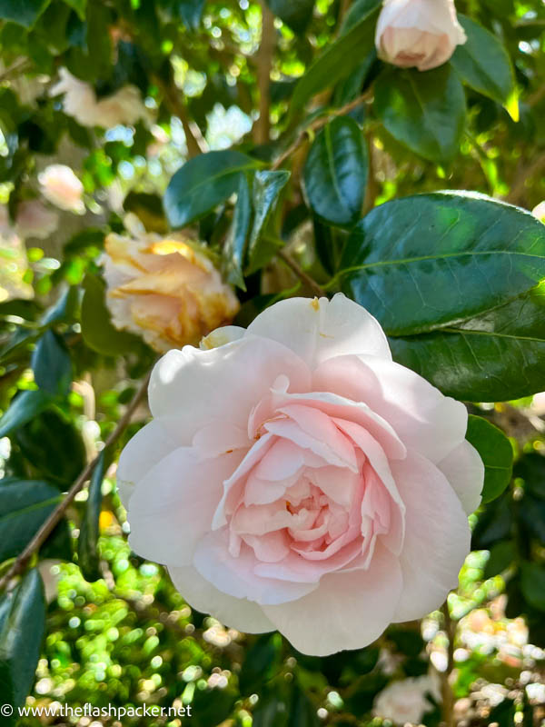 a pink camellia at De Kruidtuin Leuven belgium