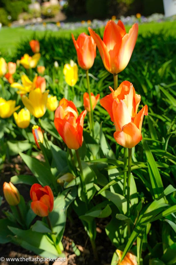 orange and yellow tulips