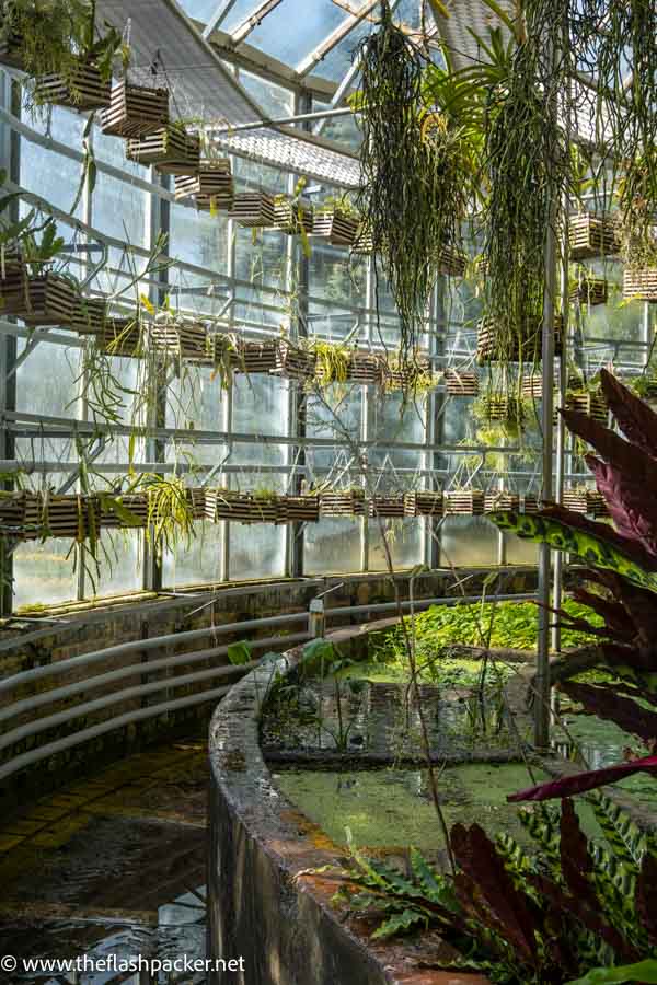 greenhouse at leuven botanical garden with aquatic and hanging plants