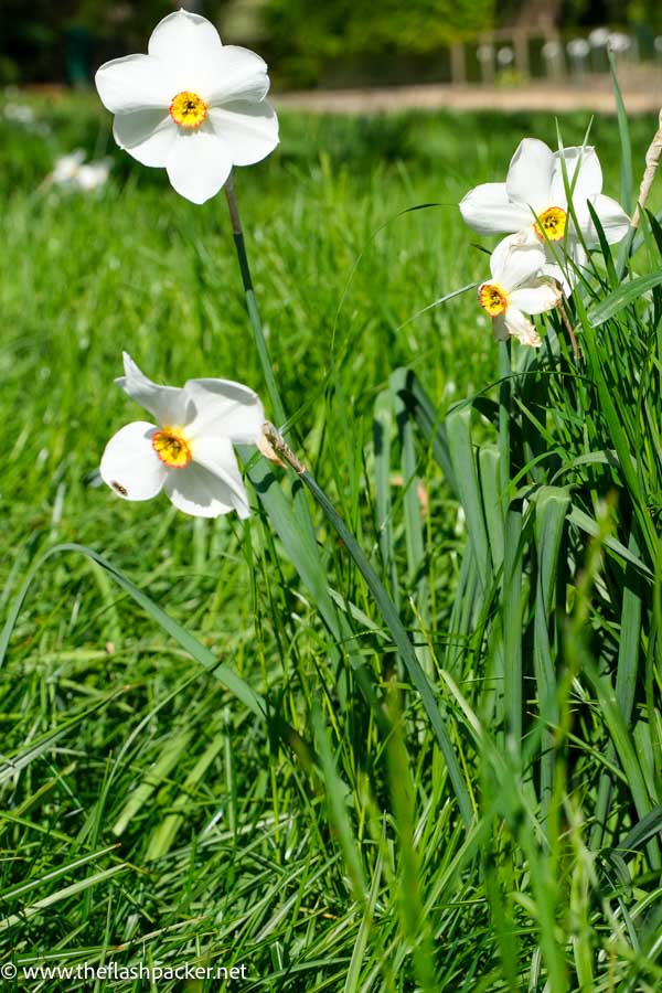 yellow and white flowers