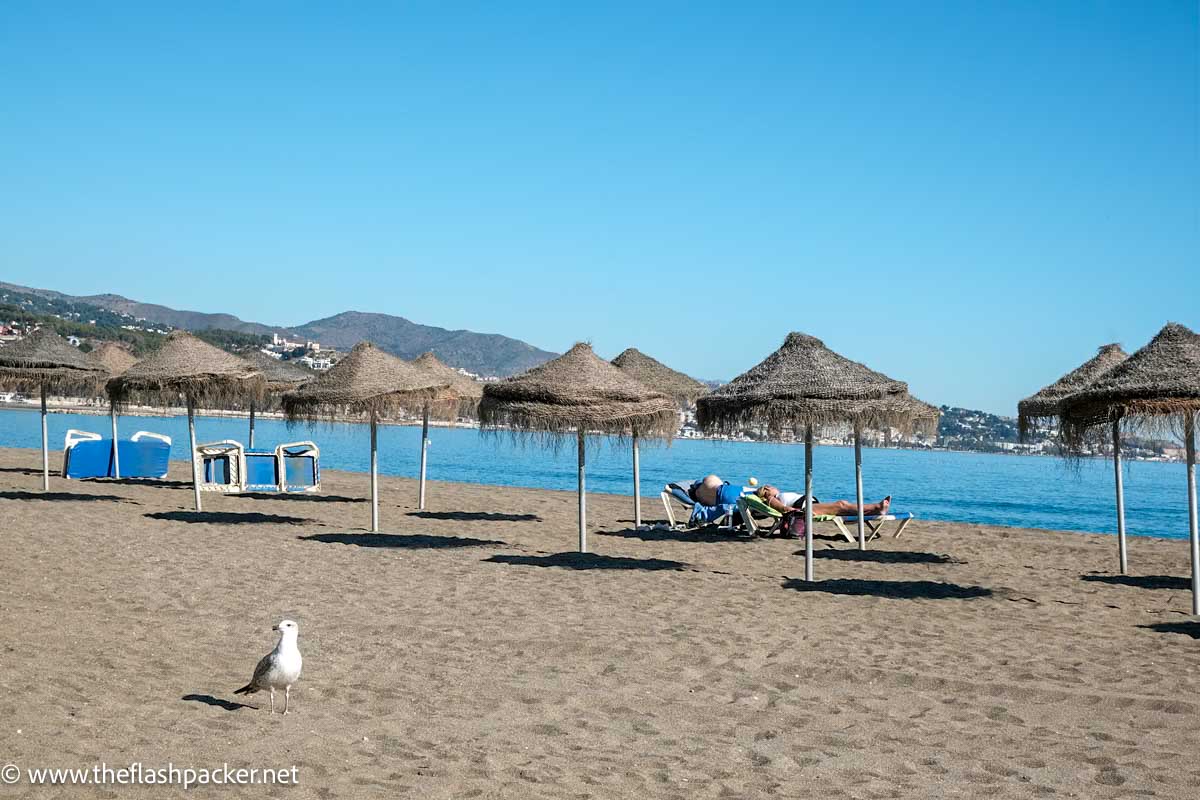 seagull and two people sunbathing on beach lined with umbrellas