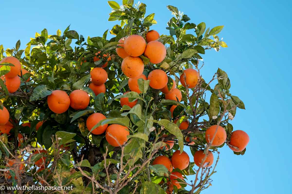 oranges on tree