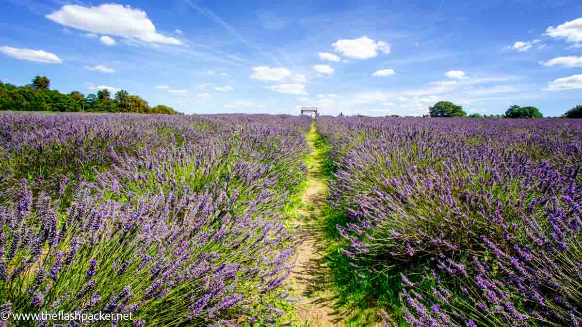 lavender field against blue sky with a few clouds