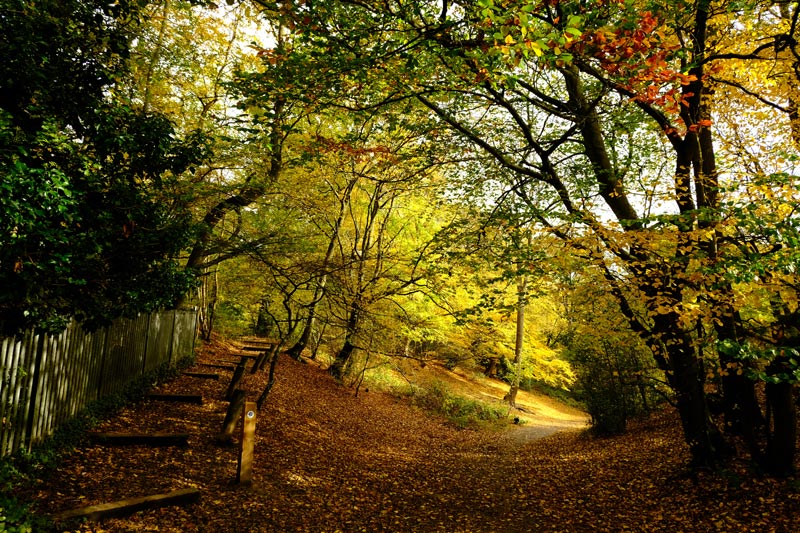 woodland path in autumn