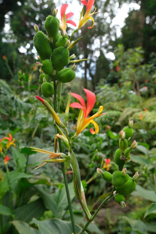 vibrant pink and yellow tropical flowers