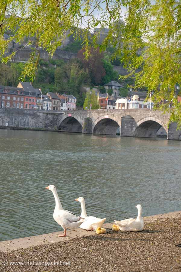 3 geese by the edge of a river in namur belgium