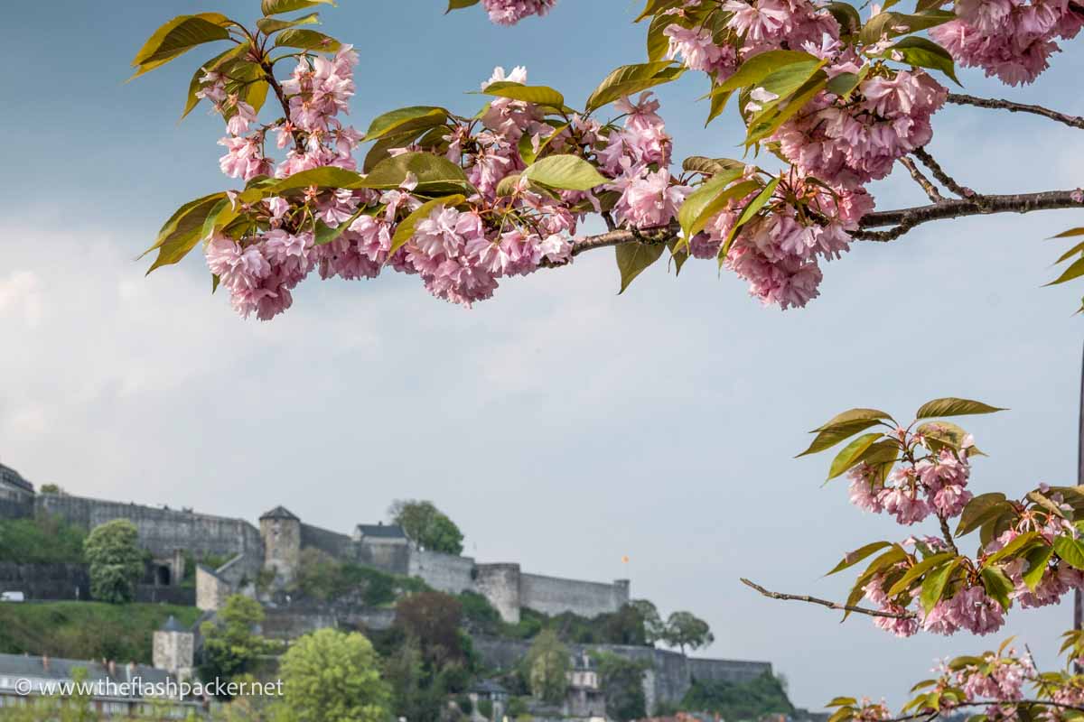 cherry blossom with castle in distance