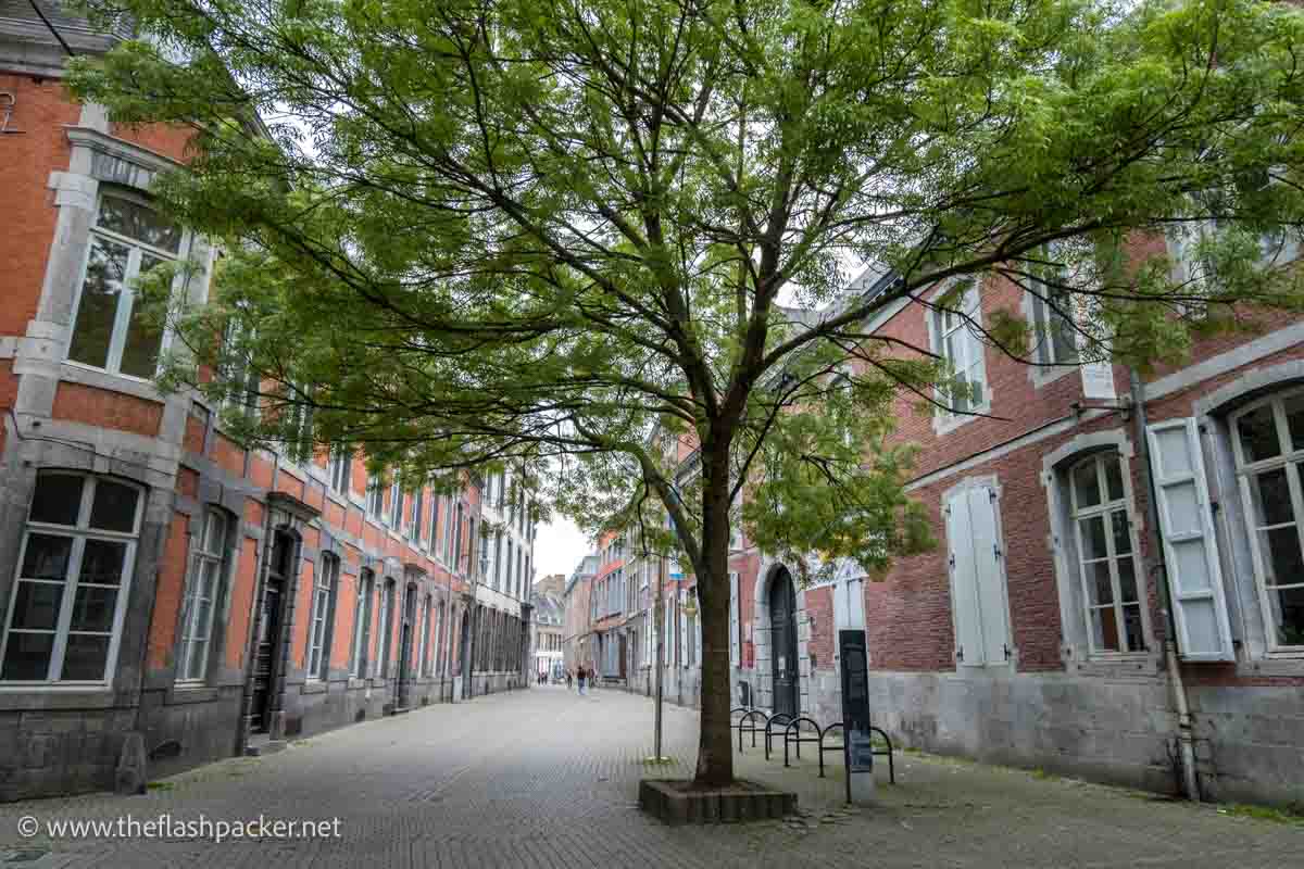 tree in the middle of a street lined with brick coloured buildings