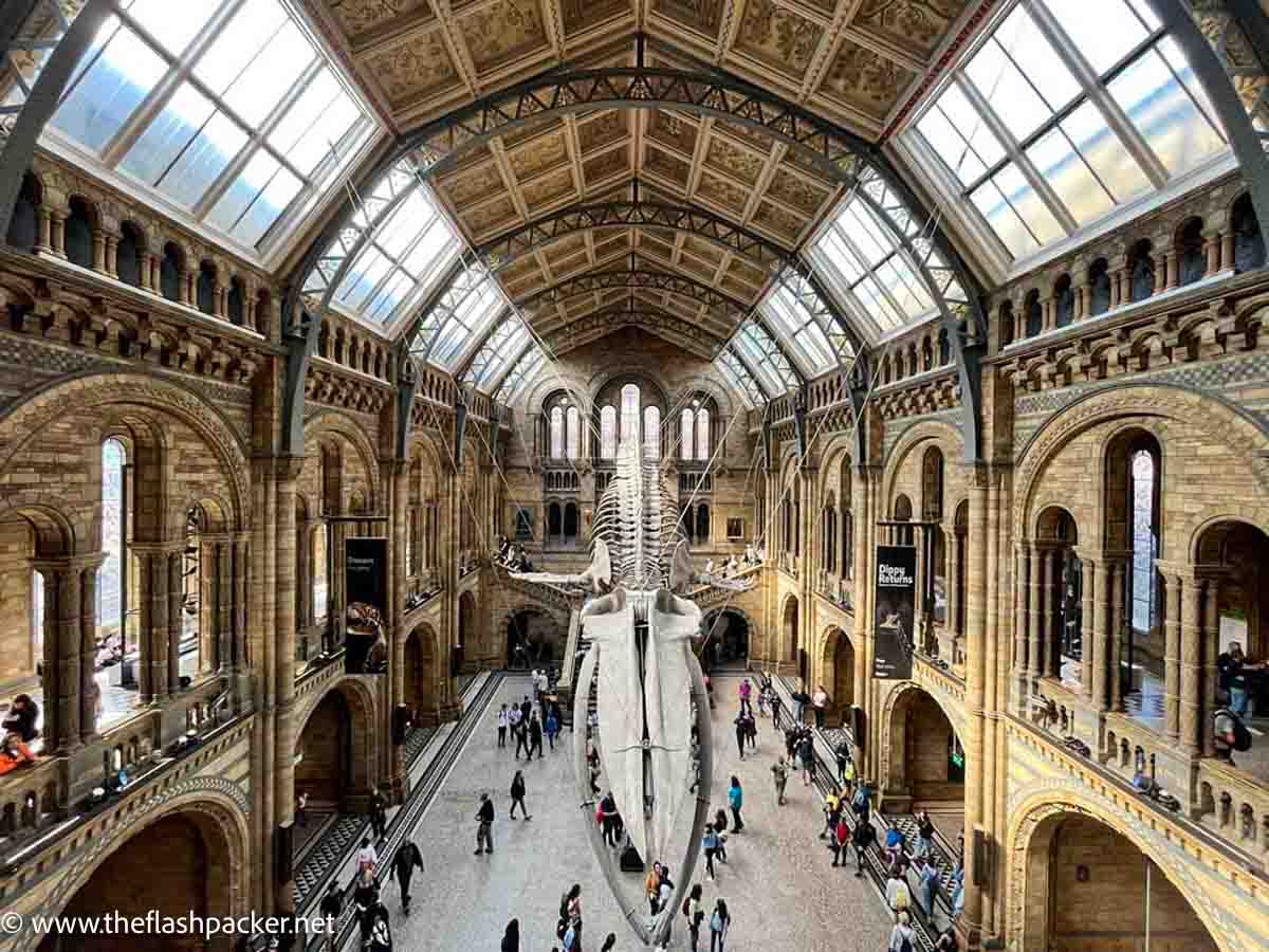 large hall in natural history museum london with huge whale skeleton