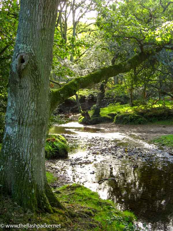 dappled sunlight in a forest grove