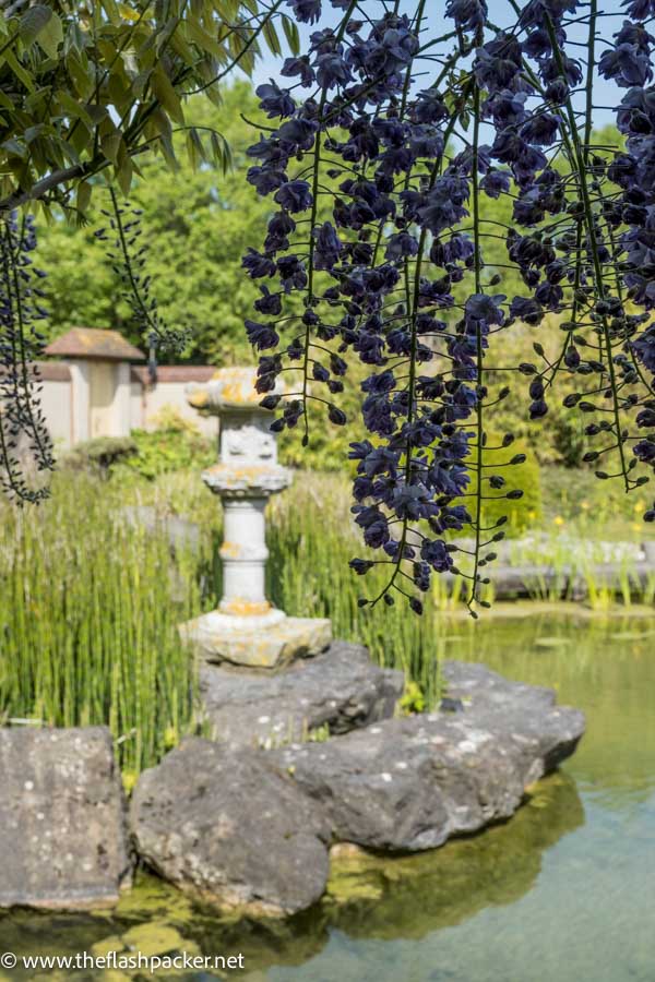 dark purple flowers hanging over a pond with rocks and a stone sculpture in a japanese garden