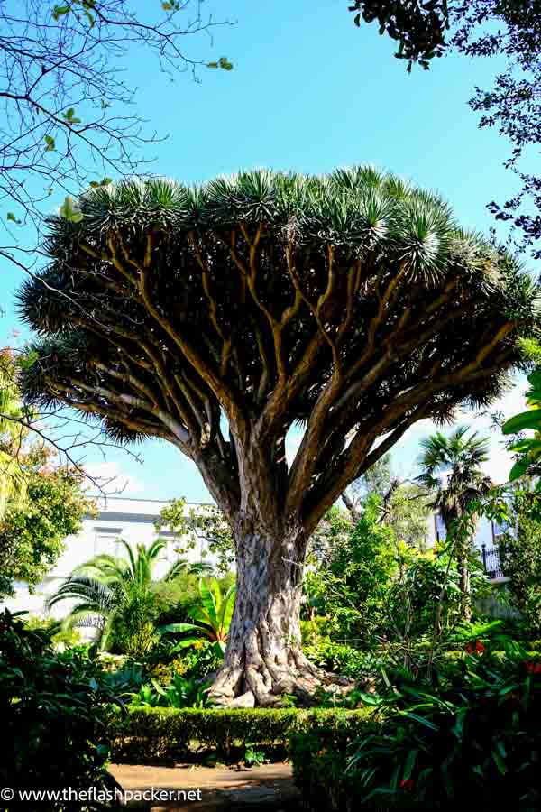 p icod dragon tree 3