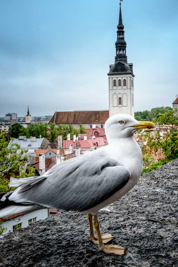 seagull perched on wall in front of church tower and red roofs of tallinn which is one of the ports of call on a baltic sea cruise