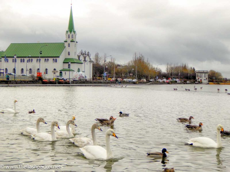 swans and duck on a lake with a church with a green roof