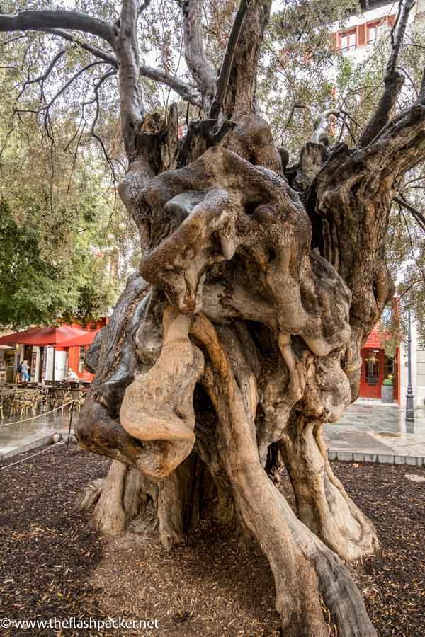 old olive tree