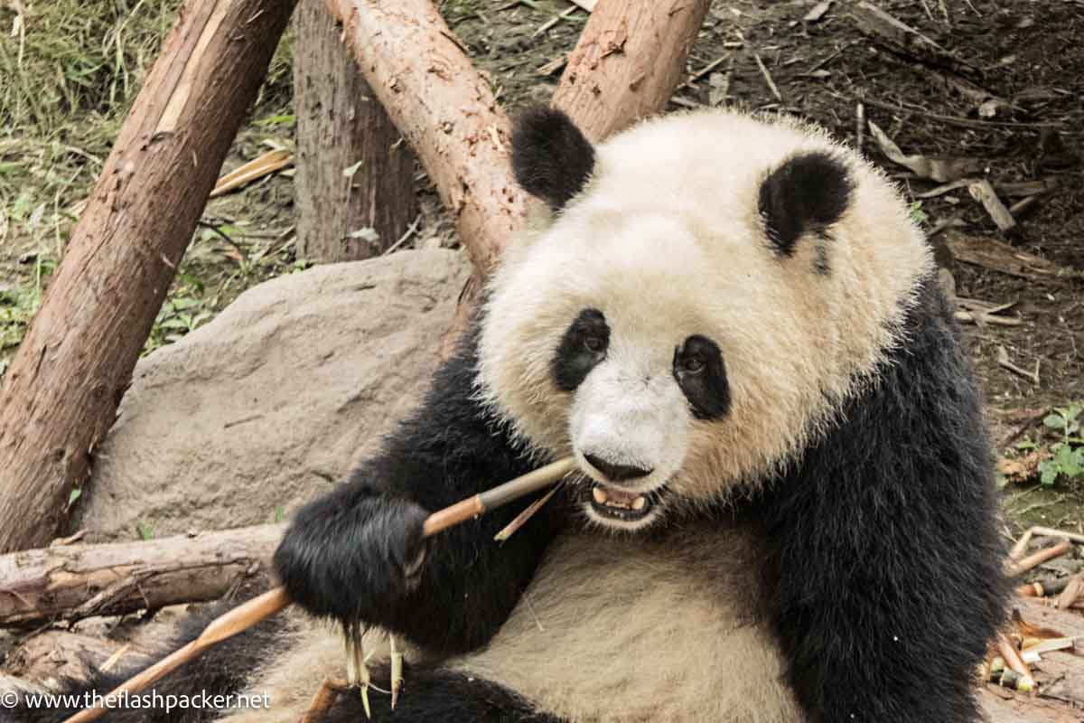 panda chewing on bamboo