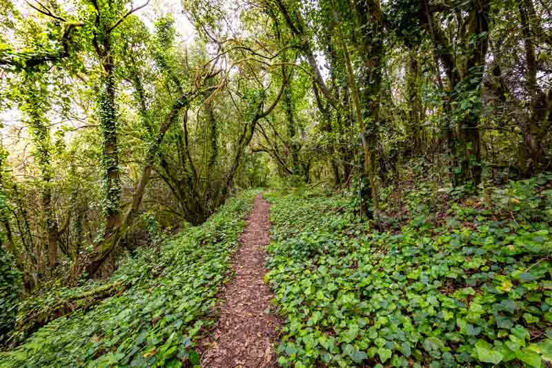 path through a lush evergreen forest