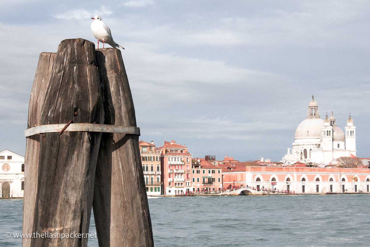 pigeon-perching-on-post-overlooking-guidecca-canal-in-venice