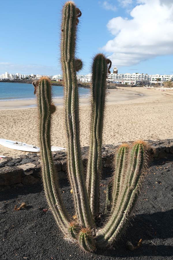 giant cactus in front of a large sandy beach