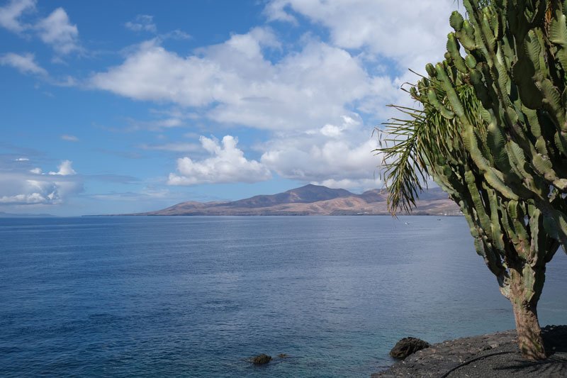 large cactus tree in front of a blue ocean with red volcanic landscape in the distance