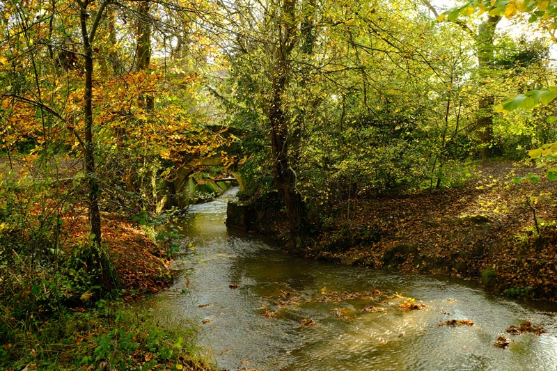 woodland stream in autumn