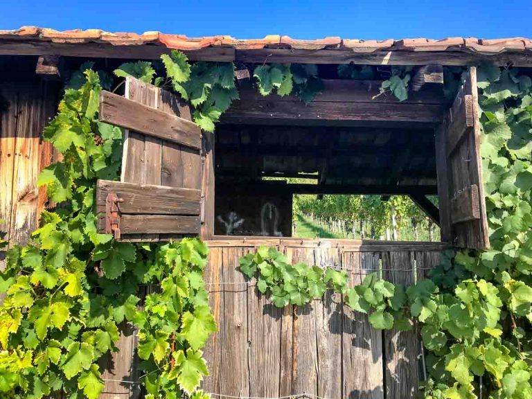 wooden shed with open window covered in leaves