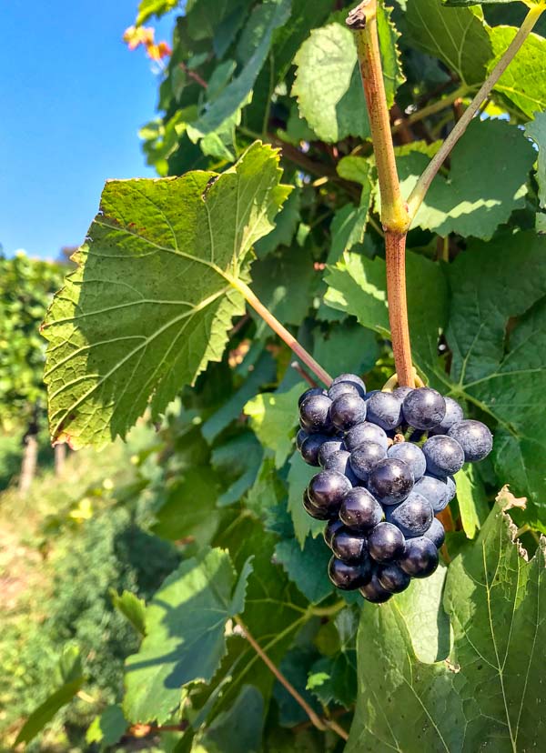 red grapes in the vine