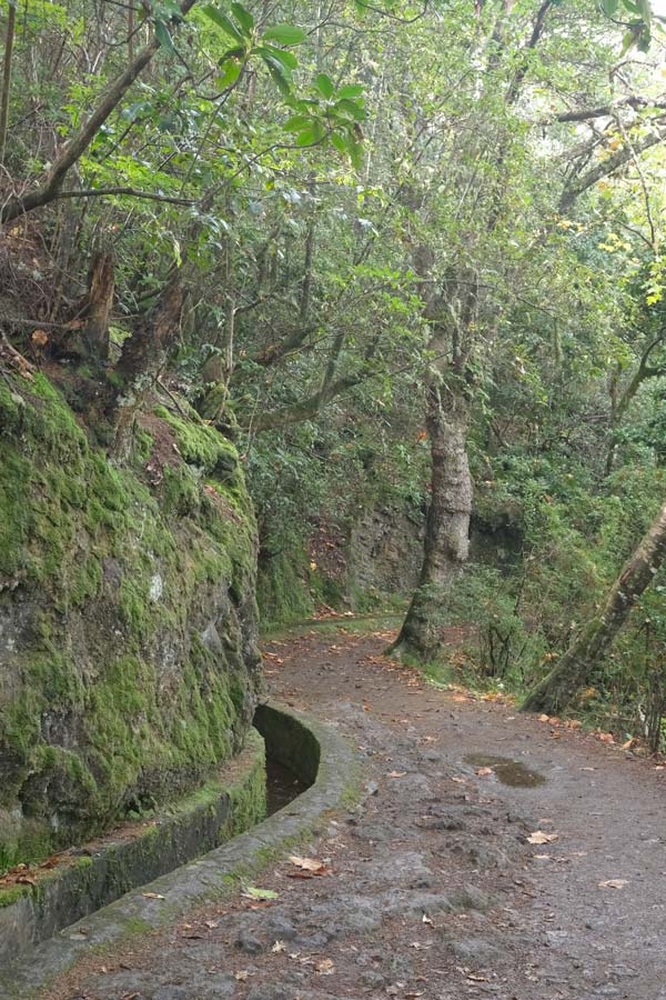 winding path through trees next to a levada in madeira