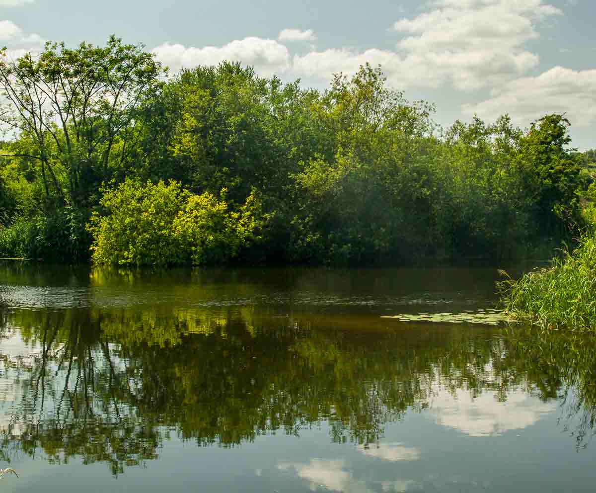 REFLECTION OF TREES IN STILL WATER OF The River Barrow near Ballytiglea Borris carlow